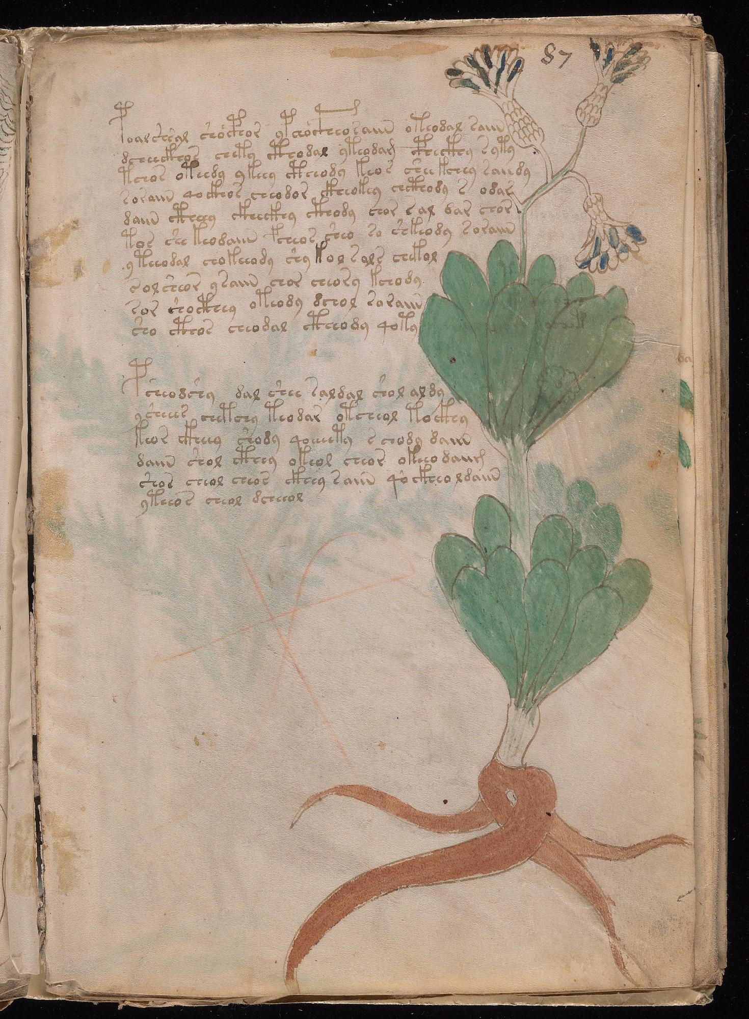 Forked Root Plant